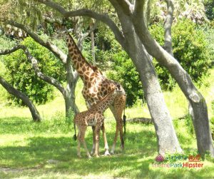 8 Magical Ways to Celebrate Earth Day at Disney’s Animal Kingdom in