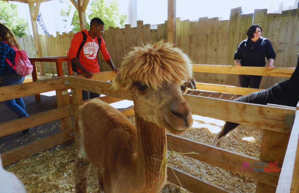 Cedar Point Petting Zoo. One of the best things to do at Cedar Point. 