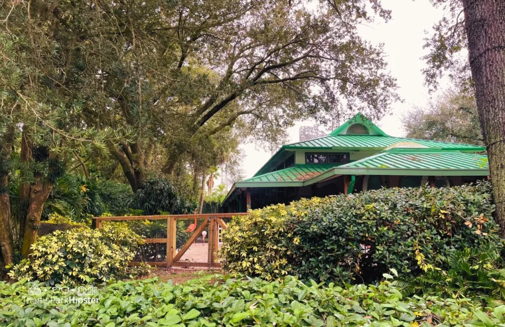 Busch Gardens Tampa Bay flamingos surrounded by towering trees and lots of green plants. Keep reading to find out all there is to know about Busch Gardens Tampa animals. 