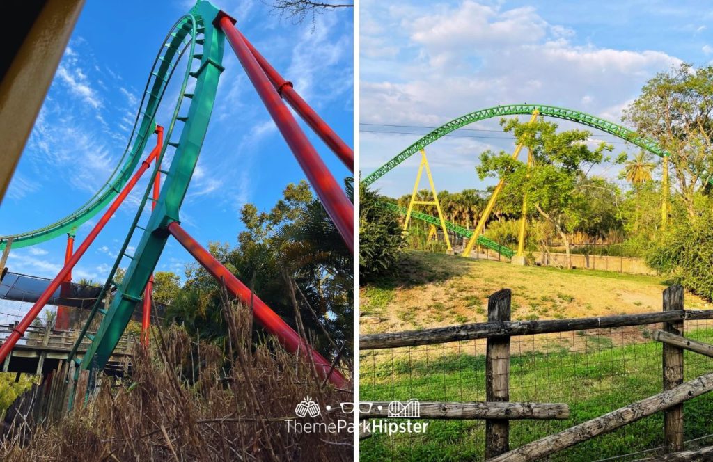 Kumba and Cheetah Hunt Roller Coaster Summer Nights at Busch Gardens Tampa. v