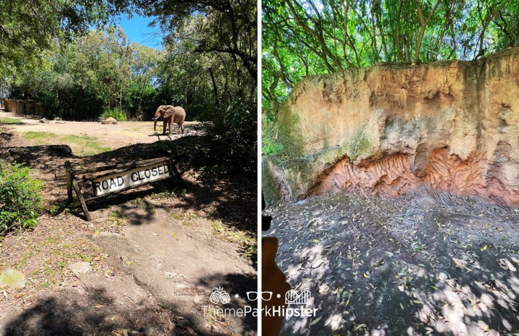 Africa Kilimanjaro Safaris Elephant Disney Animal Kingdom Theme Park