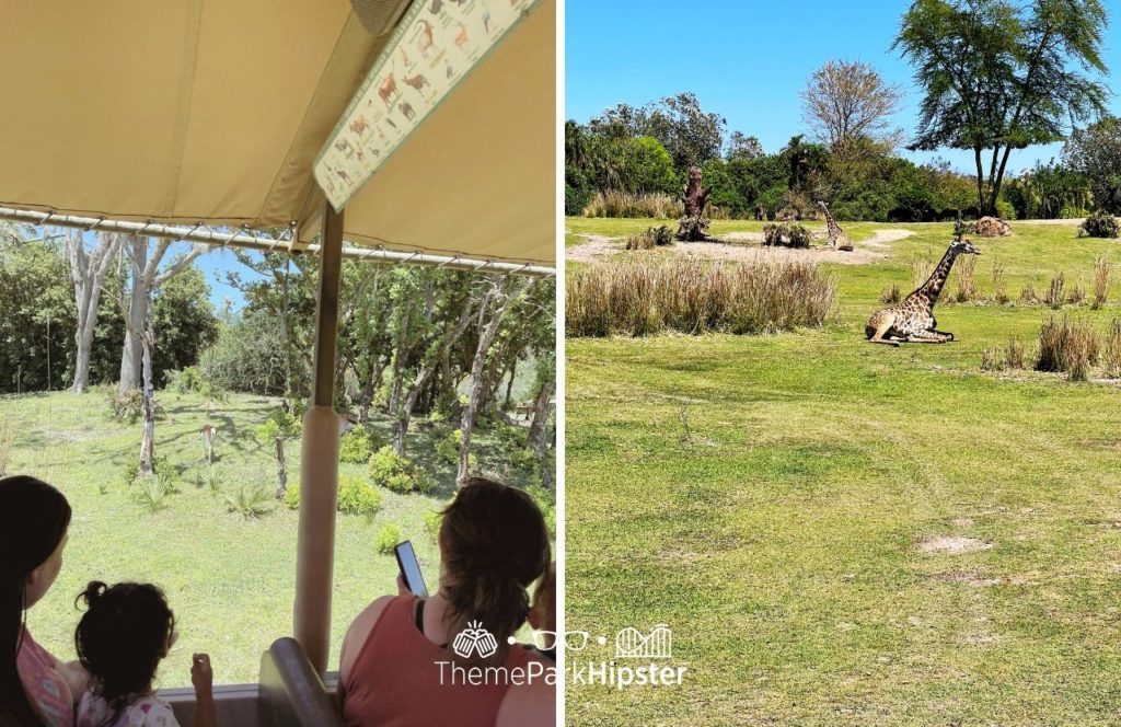 Africa Kilimanjaro Safaris Giraffe Disney Animal Kingdom Theme Park. One of the best rides at Animal Kingdom.