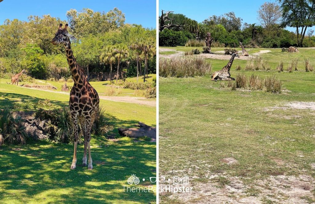 Africa Kilimanjaro Safaris Giraffe Disney Animal Kingdom Theme Park. Keep reading to find out what is the best theme park in Orlando.