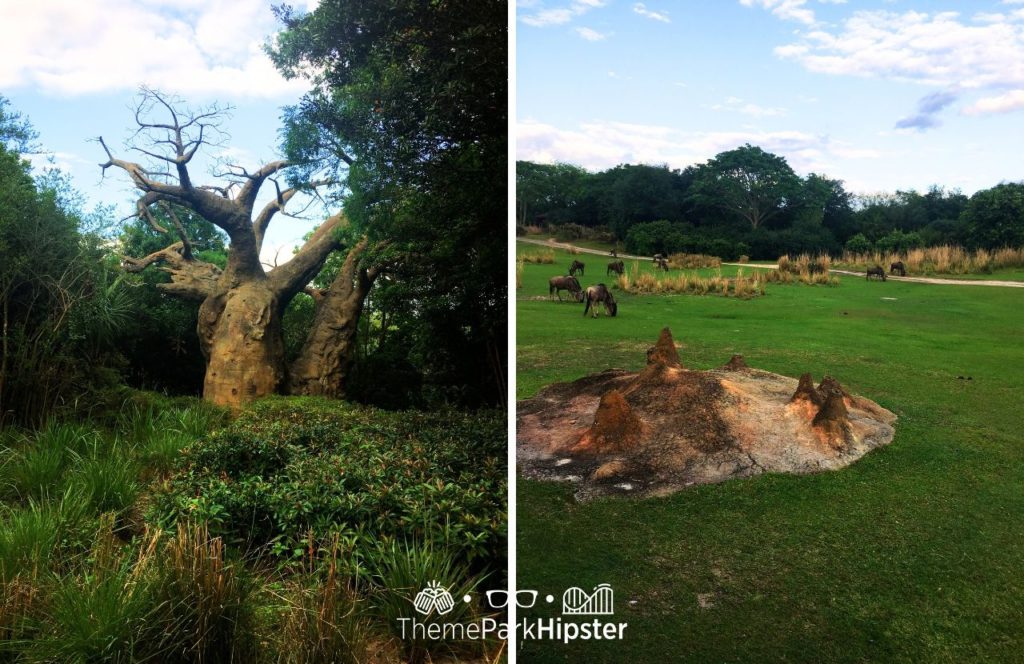 African Kilimanjaro Safari Disney Animal Kingdom Theme Park